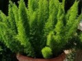 冬季大绿植盆栽怎么养护和管理（冬季室内大型绿植）