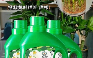 富贵竹怎么施肥（富贵竹比较好的肥料）