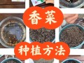 香菜怎样种植（香菜怎样种植与管理）