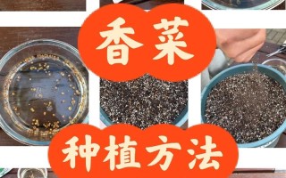 香菜怎样种植（香菜怎样种植与管理）