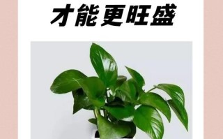 “绿萝”养了〖伍〗、6盆（绿萝一般可以养多久就死了）