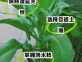 落地生根秋天怎么养（落地生根的养护）
