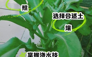落地生根秋天怎么养（落地生根的养护）