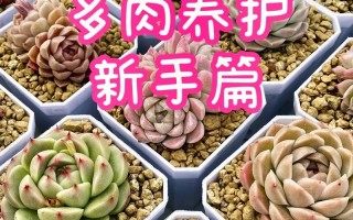 多肉植物的春天养护知识（多肉植物的春天养护知识大全）