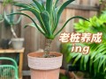 龙舌兰秋天怎么养（龙舌兰夏天多久浇水一次）