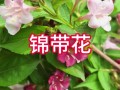 锦带花如何盆栽（锦带花盆栽小苗浙北地区要搬室内）
