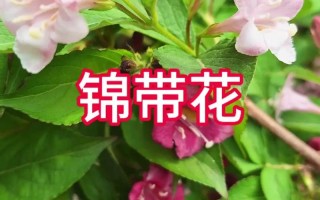 锦带花如何盆栽（锦带花盆栽小苗浙北地区要搬室内）