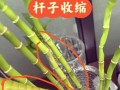 富贵竹如何一根变两根（富贵竹怎样一根变两根）