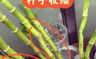 富贵竹如何一根变两根（富贵竹怎样一根变两根）