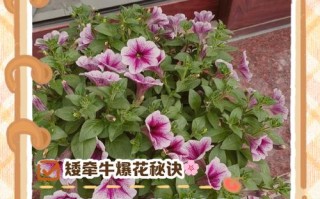 矮牵牛怎么打顶（矮牵牛打顶和摘心区别）