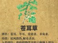 白芷植物百科知识大全（百度百科白芷的功效）
