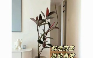 橡皮树秋天怎么养（橡皮树秋天怎么养护和管理）