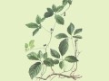 绞股蓝怎么繁殖（绞股蓝苗子）
