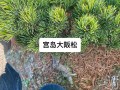 大阪松怎么养（大阪松怎么养才能开花）
