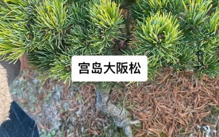 大阪松怎么养（大阪松怎么养才能开花）