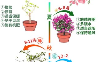 花期三角梅怎么养（花期三角梅能施肥吗）