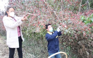 山茱萸种子怎么种（山茱萸种子种在家门口的那个地方吉利）