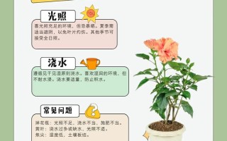 扶桑花怎么养（扶桑花怎么养才能开花）