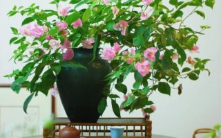 三角梅用什么土比较好（三角梅用什么土比较好?）