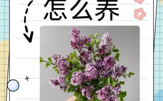 紫丁香怎么养（紫丁香养护注意事项）