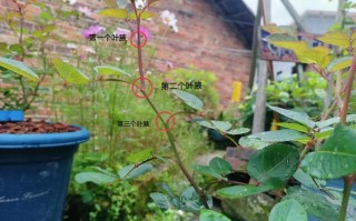 月季开花后如何修剪（月季花开花后怎么修剪视频）