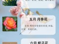如何使铁线莲在元旦开花的简单介绍