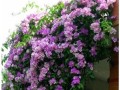 蒜香藤冬天养殖的禁忌（蒜香藤冬季可以户外过冬吗）