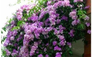 蒜香藤冬天养殖的禁忌（蒜香藤冬季可以户外过冬吗）