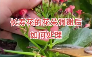 “长寿花”开满盆并不难（长寿花开花养护）