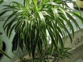 怎样上山寻找名贵兰草（上山寻找兰草诀窍）