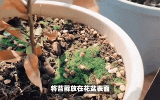 路边捡来的“垃圾”也能做肥料养花（垃圾处理后的肥料能用于哪些方面）