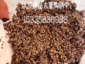 黄菖蒲的种植方法（黄菖蒲 种子）