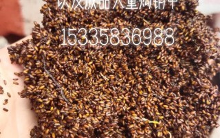 黄菖蒲的种植方法（黄菖蒲 种子）