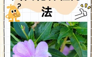 盆栽凤仙花怎么养（凤仙花盆栽凤仙花如何管）