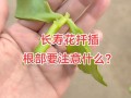 长寿花当年扦插开花吗（长寿花插扦能活吗）