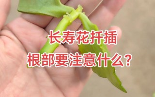 长寿花当年扦插开花吗（长寿花插扦能活吗）