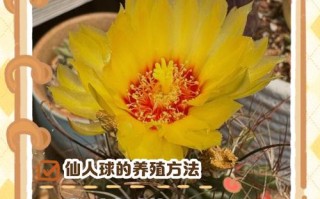 仙人球的养殖方法和注意事项（仙人球的养殖方法和注意事项视频）