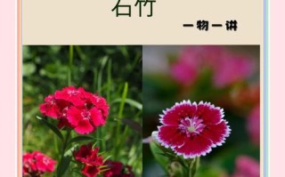 石竹怎么换盆（石竹换盆以后花枯了）