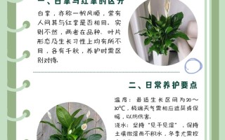 白掌怎么养才能更旺盛（白掌怎么养才能更旺盛小妙招）