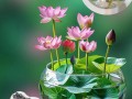碗莲秋天怎么养（碗莲秋天可以种植吗）