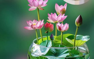 碗莲秋天怎么养（碗莲秋天可以种植吗）