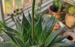 绫锦芦荟怎么养（什锦芦荟怎么养）