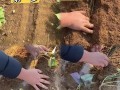 地瓜发芽了怎么种盆栽（地瓜发芽后怎么种）
