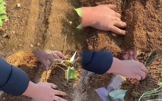地瓜发芽了怎么种盆栽（地瓜发芽后怎么种）