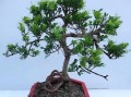 米兰夏天怎么浇水（米兰夏天浇水的正确方法）