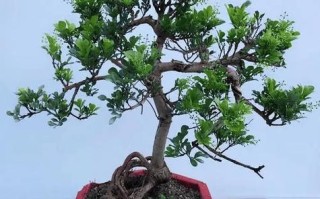 米兰夏天怎么浇水（米兰夏天浇水的正确方法）