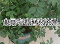 玫瑰花的繁殖方法（玫瑰花养殖方法 盆栽）