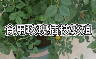 玫瑰花的繁殖方法（玫瑰花养殖方法 盆栽）