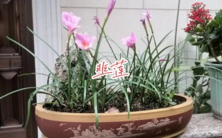 韭菜兰什么季节换盆（韭菜兰什么时候开花）