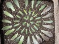 多肉叶插怎么快速发芽（多肉植物叶插怎么才能快速发芽）